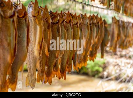 Einige geräucherte Forellen hängen nebeneinander in natürlichem Ambiente Stockfoto