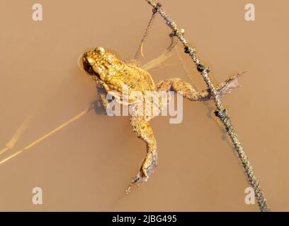 Kröte schwimmt von oben auf der Wasseroberfläche Stockfoto