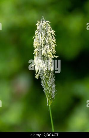 Nahaufnahme mit dem blühenden Kopf des Wiesenfuchsschwanzes Stockfoto