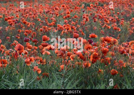 Roter Mohn blüht im Frühsommer auf einer üppig grünen Wiese Stockfoto