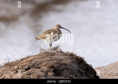 Curlew- Numenius-arquata. Feder Stockfoto