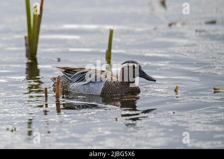 Männchen Garganey-Spatula querquedula, Norfolk Stockfoto