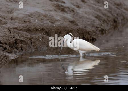 Kleiner Reiher - Egretta garzetta im Zuchtgefieder, der sich an Krebstieren ernährt. Feder Stockfoto