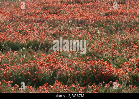 Roter Mohn blüht im Frühsommer auf einer üppig grünen Wiese Stockfoto