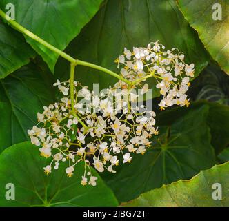 Blüte der Begonia nelumbiifolia oder lilypad begonia (Familie: Begoniaceae) Stockfoto