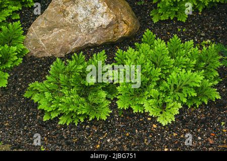 Martens spikemoss (Selaginella martensii) ist eine Gefäßpflanze, die in Mittelamerika und Mexiko beheimatet ist. Stockfoto