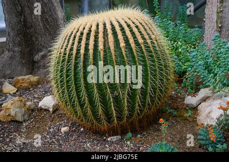Goldener Fasskaktus oder Echinocactus grusonii Hildm Stockfoto