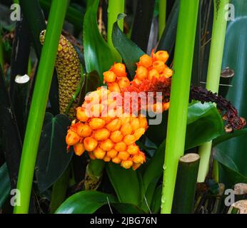 Palmfrüchte von Carludovica palmata oder Toquilla (Cyclanthaceae) Stockfoto