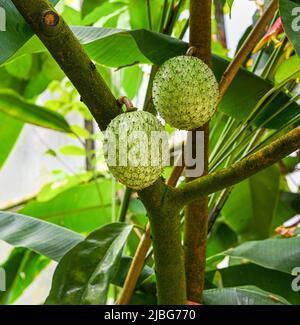 Die Frucht von wildem Süßstoff oder goldenem Apfel (Annona mucosa) Stockfoto