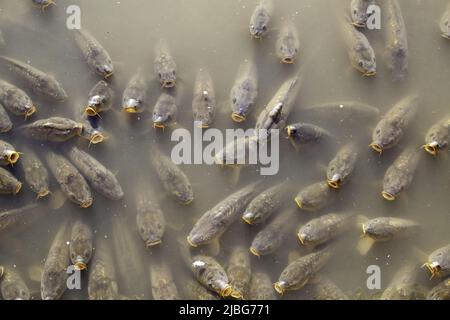 Detail von wilden Fischen in einem Teich in der Natur Stockfoto