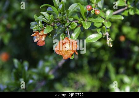 Detail der Blumen in einem Feld, Natur und Umgebung Stockfoto