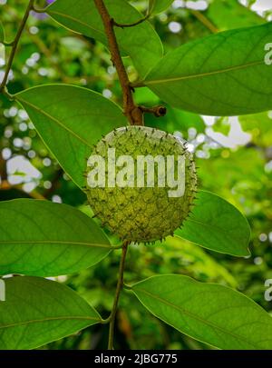 Die Frucht von wildem Süßstoff oder goldenem Apfel (Annona mucosa) Stockfoto