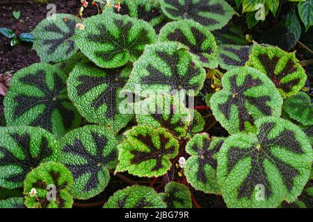 Begonia masoniana, das Eisenkreuz-Begonia, ist eine Pflanzenart aus der Familie der Begoniaceae Stockfoto