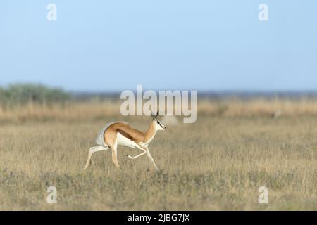 Springbok pronking in Kalahari semi Desert Botswana Stockfoto