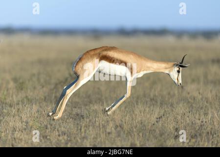 Springbok pronking in Kalahari semi Desert Botswana Stockfoto