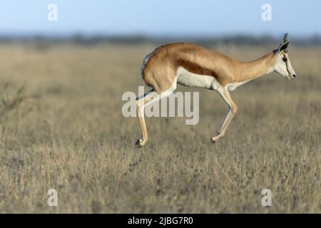 Springbok pronking in Kalahari semi Desert Botswana Stockfoto