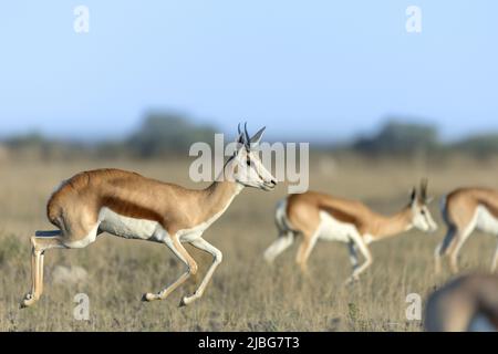 Springbok pronking in Kalahari semi Desert Botswana Stockfoto