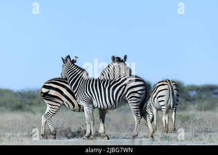 Zebra in kalahari lächelt und spielt vor der Kulisse der Akazie in der Graslandsavanne Stockfoto