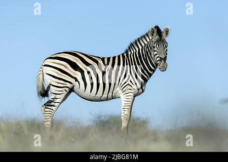 Zebra in kalahari lächelt und spielt vor der Kulisse der Akazie in der Graslandsavanne Stockfoto