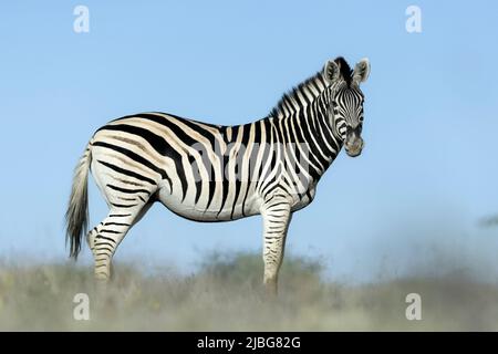 Zebra in kalahari lächelt und spielt vor der Kulisse der Akazie in der Graslandsavanne Stockfoto