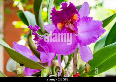 Nahaufnahme rosa Cattleya Orchidee blüht in der Sommersaison. Rosafarbene hybride Cattleya Orchidee, die in einem botanischen Garten blüht. Stockfoto