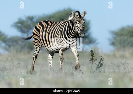 Zebra in kalahari lächelt und spielt vor der Kulisse der Akazie in der Graslandsavanne Stockfoto