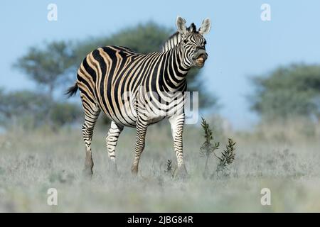 Zebra in kalahari lächelt und spielt vor der Kulisse der Akazie in der Graslandsavanne Stockfoto