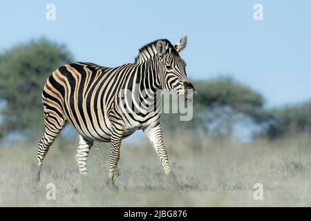 Zebra in kalahari lächelt und spielt vor der Kulisse der Akazie in der Graslandsavanne Stockfoto