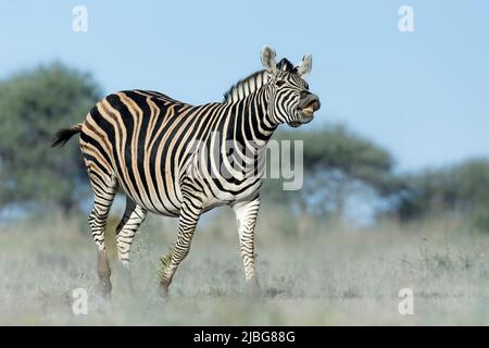 Zebra in kalahari lächelt und spielt vor der Kulisse der Akazie in der Graslandsavanne Stockfoto