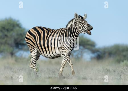 Zebra in kalahari lächelt und spielt vor der Kulisse der Akazie in der Graslandsavanne Stockfoto