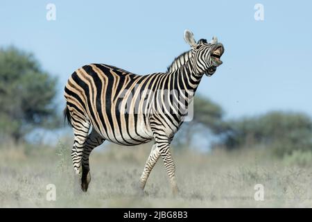 Zebra in kalahari lächelt und spielt vor der Kulisse der Akazie in der Graslandsavanne Stockfoto