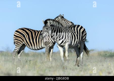 Zebra in kalahari lächelt und spielt vor der Kulisse der Akazie in der Graslandsavanne Stockfoto