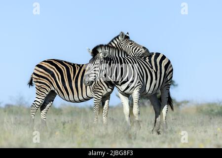 Zebra in kalahari lächelt und spielt vor der Kulisse der Akazie in der Graslandsavanne Stockfoto