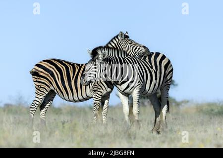 Zebra in kalahari lächelt und spielt vor der Kulisse der Akazie in der Graslandsavanne Stockfoto