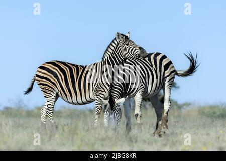 Zebra in kalahari lächelt und spielt vor der Kulisse der Akazie in der Graslandsavanne Stockfoto