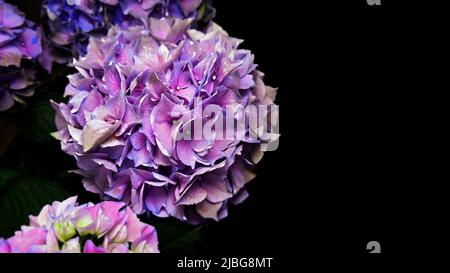 Hortensienblüte, lila violett, auf einer schwarzen Abbildung Stockfoto