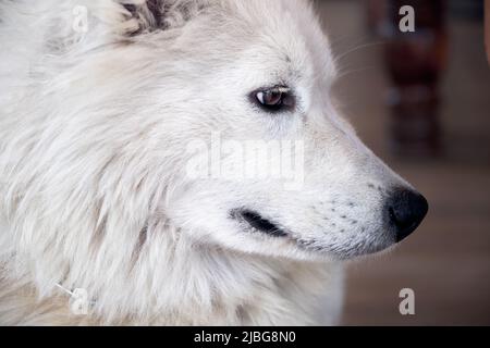 Nahaufnahme eines weißen domestizierten arktischen Wolfes. Stockfoto