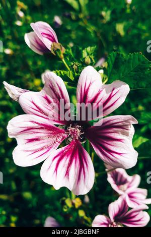 Schöne rosa gemeine Malchblume. Zierpflanzen im heimischen Garten anbauen. Sommer natürlicher Hintergrund. Stockfoto