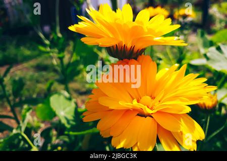 Gelbe Ringelblume aus nächster Nähe. Der Anbau von Heilpflanzen im heimischen Garten. Sommer natürlicher Hintergrund. Stockfoto