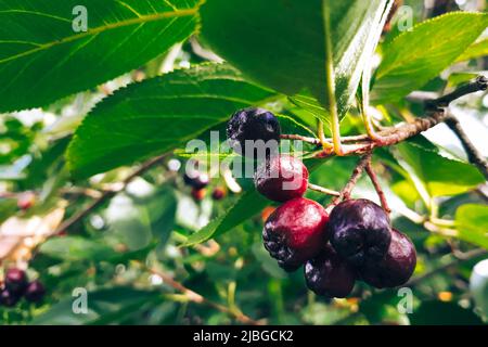 Beeren von Black Chokeberry auf Zweig Nahaufnahme. Wachsende Aronia melanocarpa Pflanze im Garten. Stockfoto