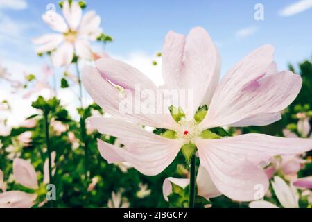 Zarte rosa Blume Malva alcea. Zierpflanzen im heimischen Garten anbauen. Sommer natürlicher Hintergrund. Stockfoto