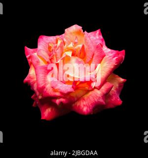 Rot-gelbe Rose, auf schwarz isolieren. Quadratisch Stockfoto