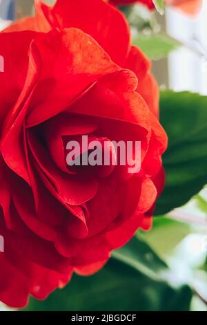 Rote Rose aus nächster Nähe. Startseite Blume Impatiens balsamina. Wachsende Pflanze in Töpfen. Gartenbau und Haushaltspflanzen. Stockfoto