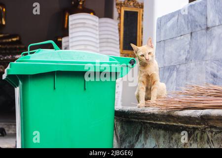Ginger streunende Katze beim Betrachten im alten Tempel in Bagnkok, Thailand Stockfoto