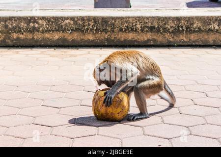 Ein Affe, der in den Batu-Höhlen in Kuala Lumpur, Malaysia, eine Kokosnuss isst Stockfoto