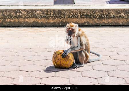 Ein Affe, der in den Batu-Höhlen in Kuala Lumpur, Malaysia, eine Kokosnuss isst Stockfoto