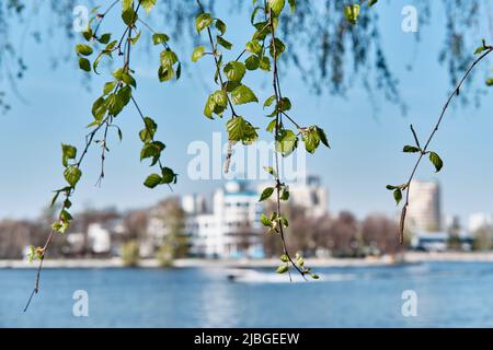 Stadt Frühling Landschaft von Jekaterinburg, Russland. Birkenzweigen, Dynamo-Stadion am Ufer des Stadtteiches. Stockfoto