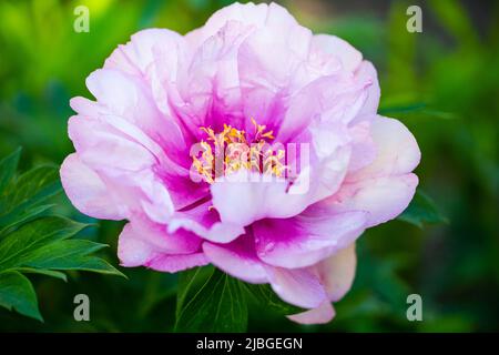 Die Pfingstrose (Paeonia officinalis) ist eine der ältesten Gartenpflanzen Europas und gibt es schon seit Jahrhunderten Stockfoto