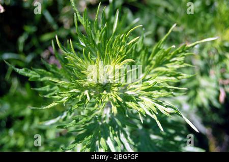 Magickal-Beifuß im Auftauchen Stockfoto