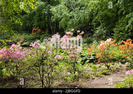 Der Azaleen-Garten im Minnesota Landscape Arbortum in Chaska, Minnesota. Stockfoto